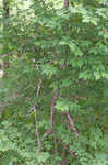 European spindletree